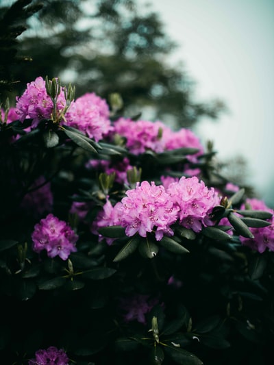 倾斜移位镜头中的紫色花朵